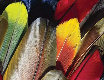 Los colores de las aves