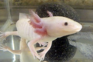 Axolotl (1)