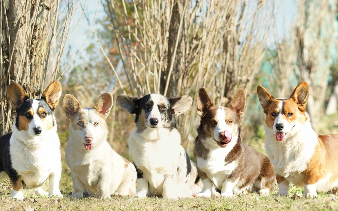 Welsh Corgi Cardigan… un simpático, dulce e inteligente de patas cortas