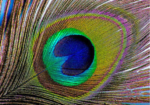 Nota Aves Colores (2) jpg