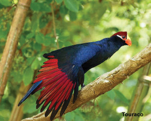 Nota Aves Colores-Touraco (1) jpg