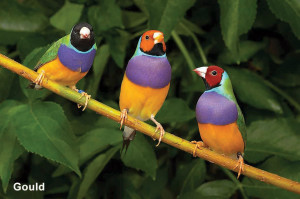 Nota Aves Colores gould jpg