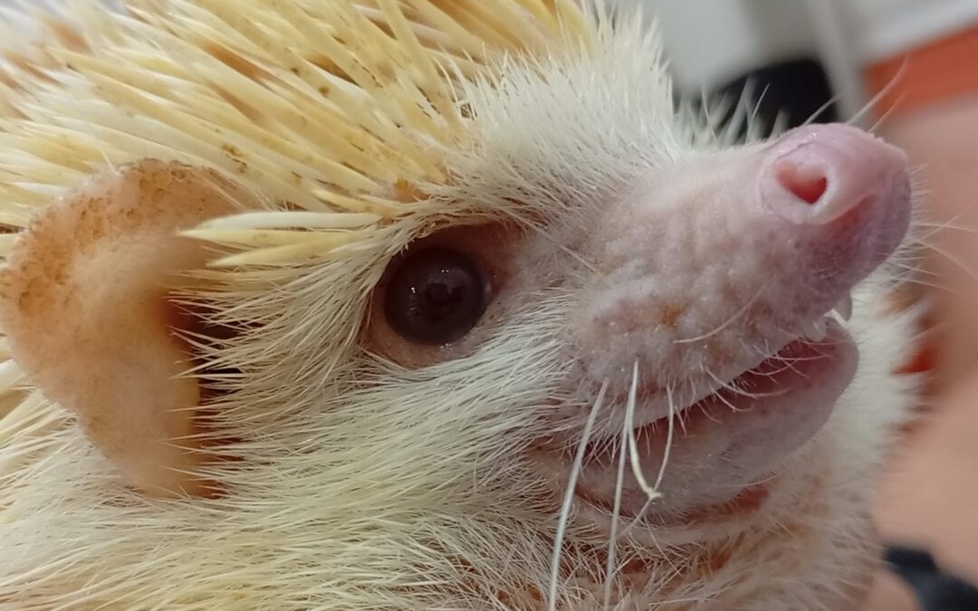 ANIMALES NO TRADICIONALES EN LA CLINICA VETERINARIA