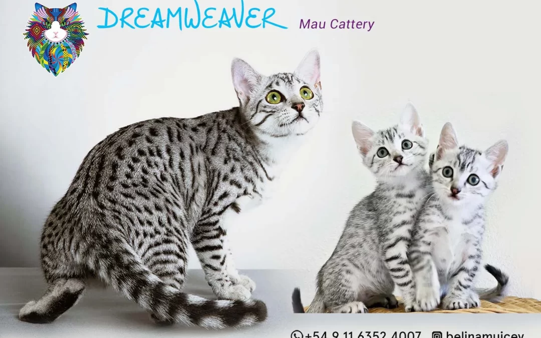 Dreamweaver