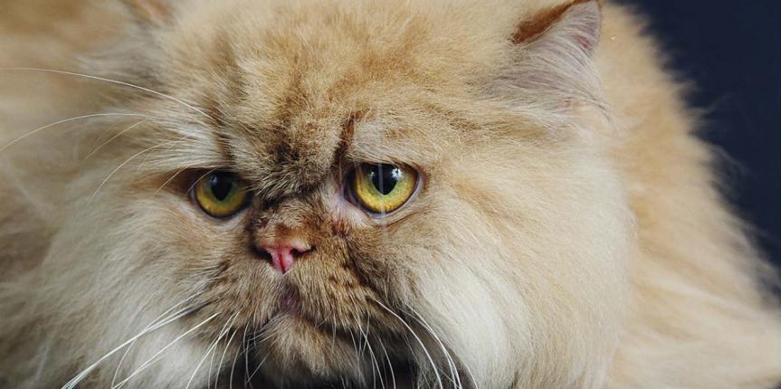 Transformador Eliminar Explicación Formas amigables para medicar a nuestros gatos | Revista Mundo Mascota