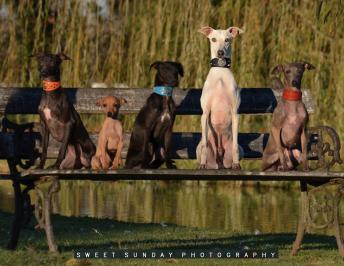 El Italian Greyhound y su mirada cautivadora…