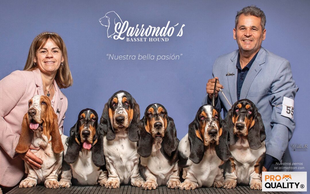 El Basset Hound… un dulce compañero con amor incondicional para dar