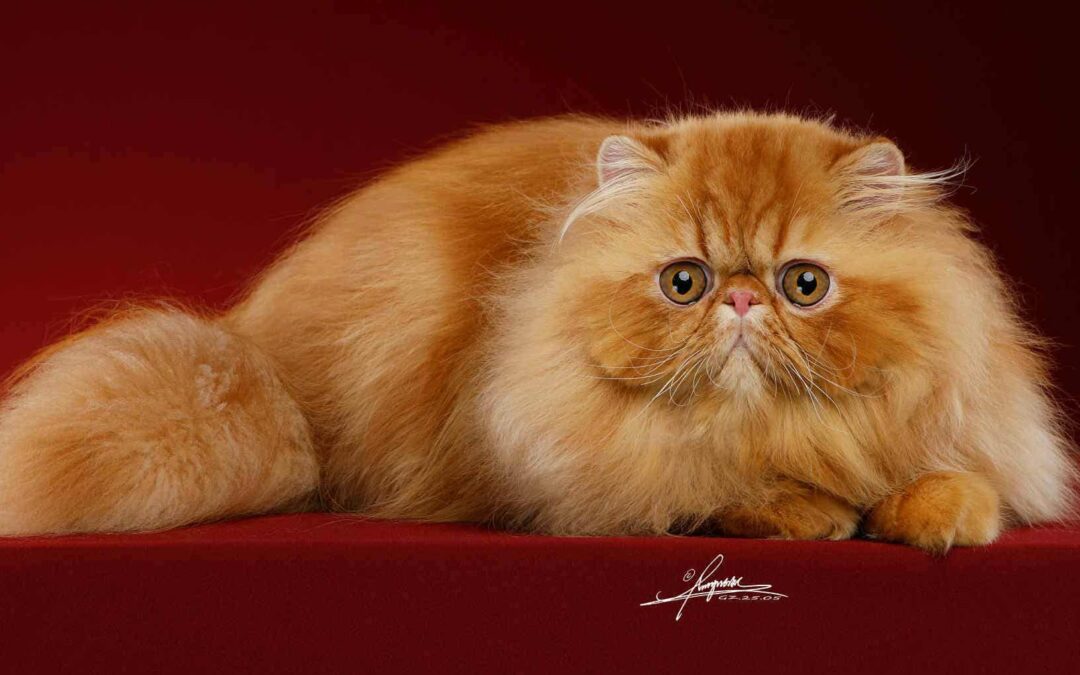 Nuestros gatos persas, nuestro compromiso por la raza…