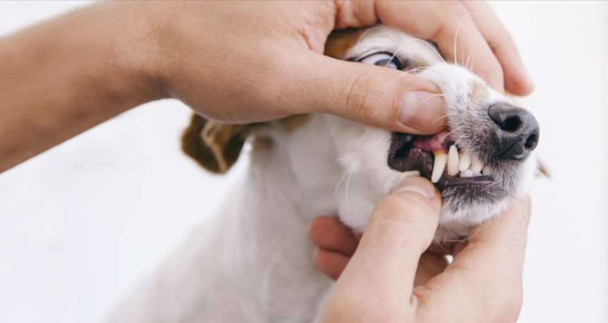 Odontología Veterinaria Integral