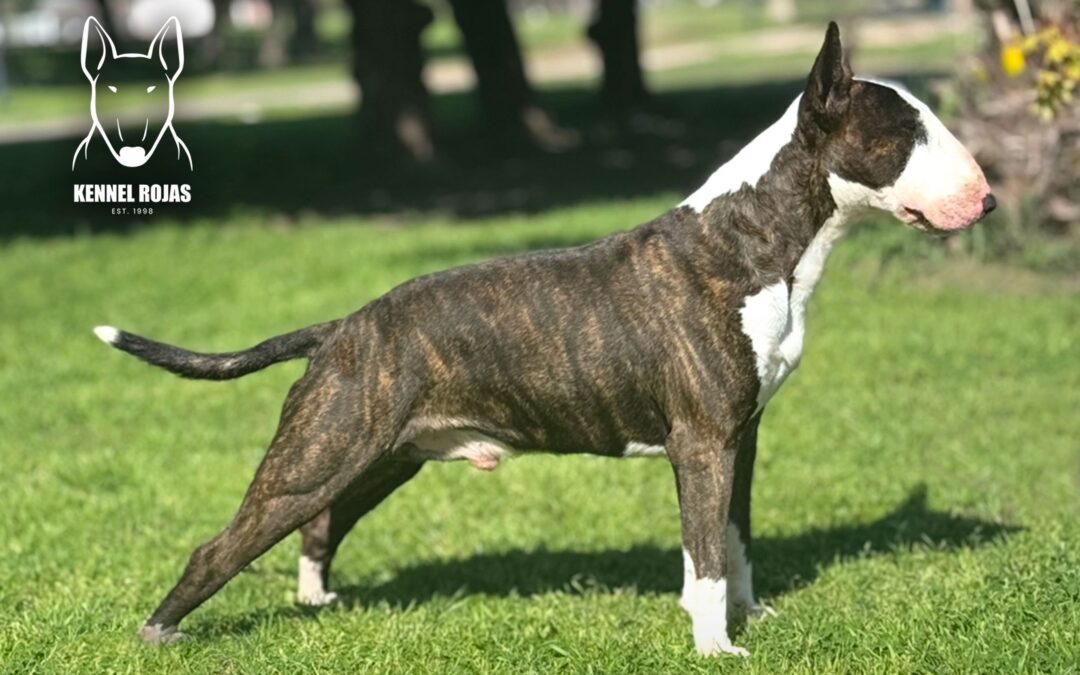 El Bull Terrier… nuestra gran pasión