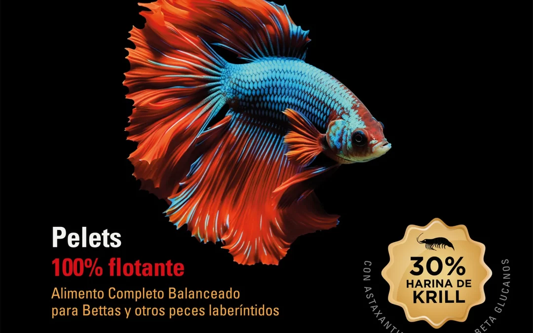 shulet Betta
